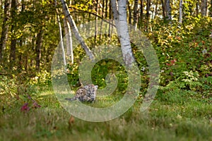 Cougar Kitten (Puma concolor) Walks Along Forest Trail Autumn