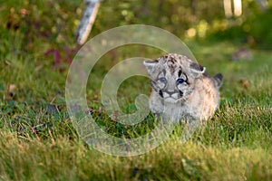 Cougar Kitten (Puma concolor) Walks Along Trail Looking Out Autumn