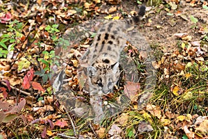 Cougar Kitten (Puma concolor) Walks Down Embankment Autumn