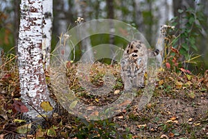 Cougar Kitten (Puma concolor) Walks Down Embankment Looking Right Autumn