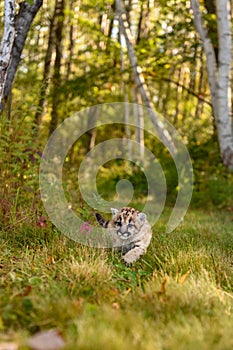 Cougar Kitten (Puma concolor) Walks on Forest Trail Autumn