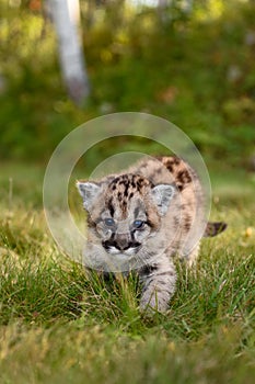 Cougar Kitten (Puma concolor) Walks Forward Staring Out Autumn