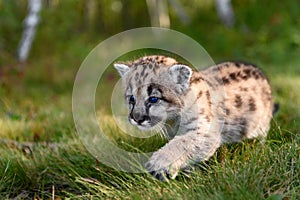 Cougar Kitten (Puma concolor) Walks Forward to Left in Grass Autumn