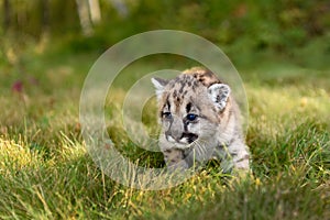 Cougar Kitten (Puma concolor) Walks in Grass Close Up Autumn