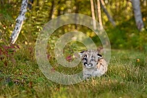 Cougar Kitten (Puma concolor) Walks Through Grass Ears Down Autumn