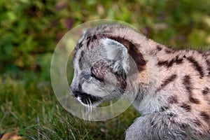 Cougar Kitten (Puma concolor) Walks Left Close Up Autumn