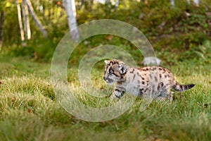 Cougar Kitten (Puma concolor) Walks Left in Grass Mouth Open Autumn