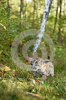 Cougar Kitten (Puma concolor) Walks Past Birch and Underbrush Autumn