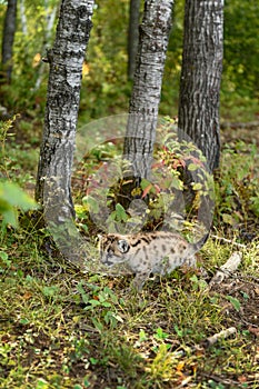 Cougar Kitten (Puma concolor) Walks Past Tree Trunks Autumn