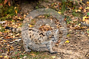 Cougar Kitten (Puma concolor) Walks Right Across Ground Tail Out Autumn