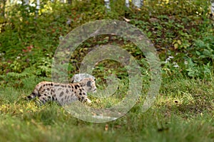 Cougar Kitten (Puma concolor) Walks Right at Bottom of Embankment Autumn