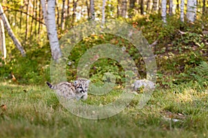 Cougar Kitten (Puma concolor) Walks Right Past Birch Forest Autumn