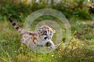 Cougar Kitten (Puma concolor) Walks Right Tail High Autumn