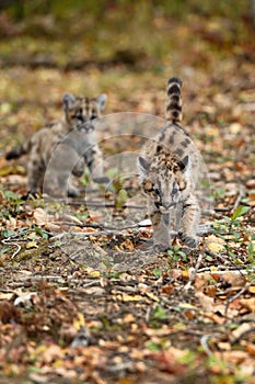 Cougar Kittens (Puma concolor) Chase Each Other Autumn