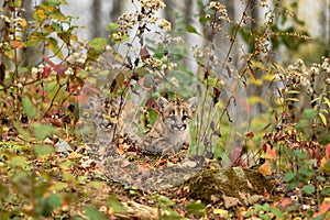 Cougar Kittens (Puma concolor) Crawl Out From Weeds Autumn