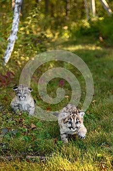 Cougar Kittens (Puma concolor) on Forest Trail Autumn