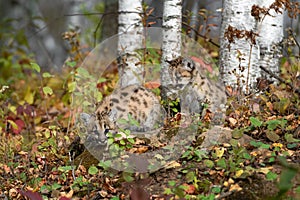 Cougar Kittens (Puma concolor) On Hill Near Birch Trees Autumn