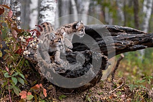 Cougar Kittens (Puma concolor) on Log Look To Right Autumn