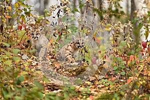 Cougar Kittens (Puma concolor) Looks Out From Amongst Weeds Autumn