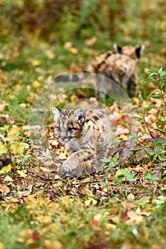 Cougar Kittens (Puma concolor) Pass on Trail Autumn