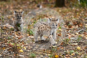 Cougar Kittens (Puma concolor) Run Across Forest Floor Autumn