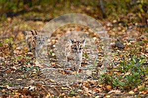 Cougar Kittens (Puma concolor) Run Down Forest Trail Autumn
