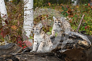 Cougar Kittens (Puma concolor) Sit Together Atop Log Looking Left Autumn