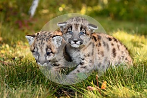 Cougar Kittens (Puma concolor) Sit Together Autumn