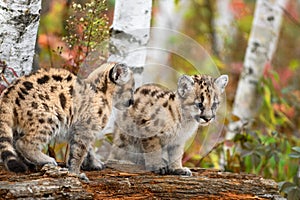 Cougar Kittens (Puma concolor) Together Atop Log Autumn