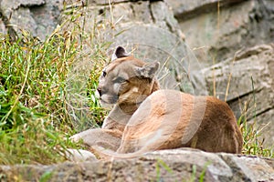 A cougar laying in the grass at the Calgary Zoo