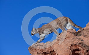Cougar looking over the edge of a red rock ridge against a blue sky
