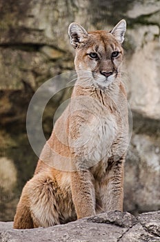 Cougar