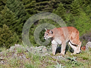Cougar mountain lion cat wildlife