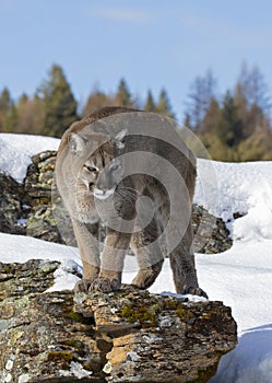 A Cougar or Mountain lion Puma concolor walking in the winter snow in Montana, USA