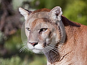 Cougar mountain lion wild cat wildlife portrait watching