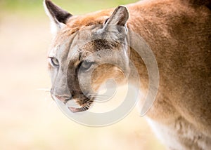 Cougar near Savannah, Georgia