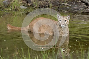 Cougar in pond closeup