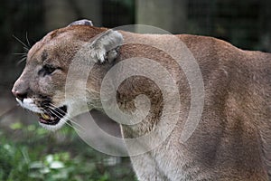 Cougar on the Prowl photo