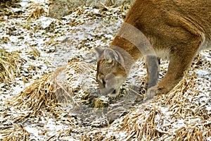 Cougar on the prowl