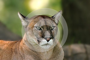 Cougar (Puma concolor)