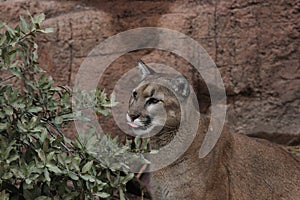 Cougar Puma concolor 3