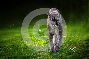 The cougar (Puma concolor)