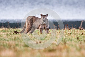 Cougar Puma concolor, also commonly known as the mountain lion, puma,