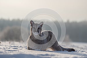 Cougar Puma concolor, also commonly known as the mountain lion, puma, panther, or catamount. is the greatest of any large wild t