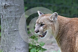 The cougar Puma concolor, also commonly known by other names including catamount, mountain lion, panther and puma