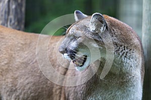 The cougar Puma concolor, also commonly known by other names including catamount, mountain lion, panther and puma