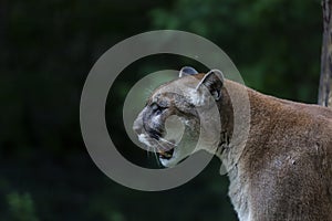 The cougar Puma concolor, also commonly known by other names including catamount, mountain lion, panther and puma