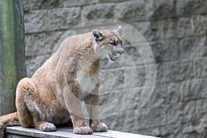 The cougar Puma concolor, also commonly known by other names including catamount, mountain lion, panther and puma