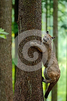 Cougar, Puma concolor, climbing on the tree, in the forest nature habitat, portrait danger animal with stone, USA