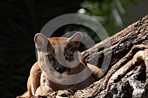 The cougar Puma concolor facing.